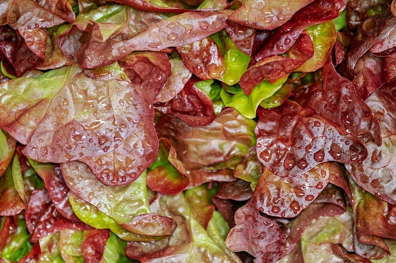 Garden Fresh Salad